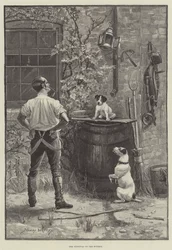 Das Überleben des Stärkeren